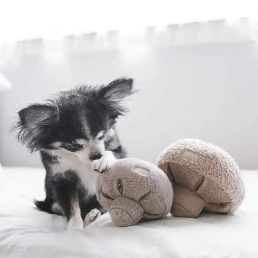 Hund untersucht den GUU Schnüffelpilz – Ein einzigartiges Intelligenzspielzeug, das den Spürsinn deines Hundes herausfordert.