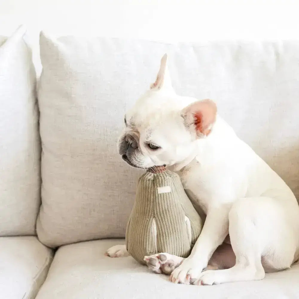 Hundespielzeug Butternut Schnüffelkürbis in S-Größe (13 cm) mit Super-Quietscher für Hunde