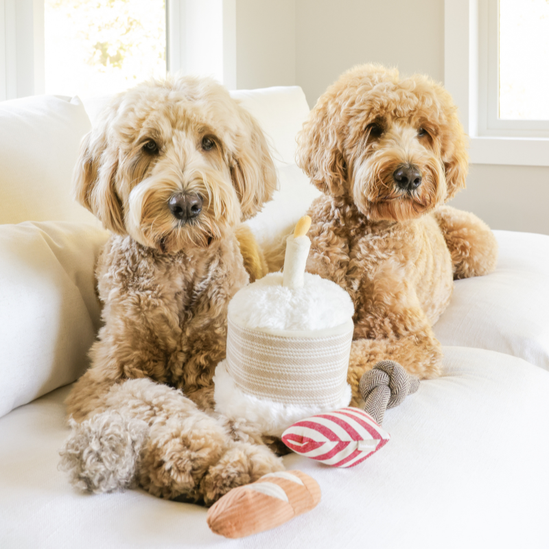 BIRTHDAY CAKE Schnüffelspielzeug zum Hundegeburtstag