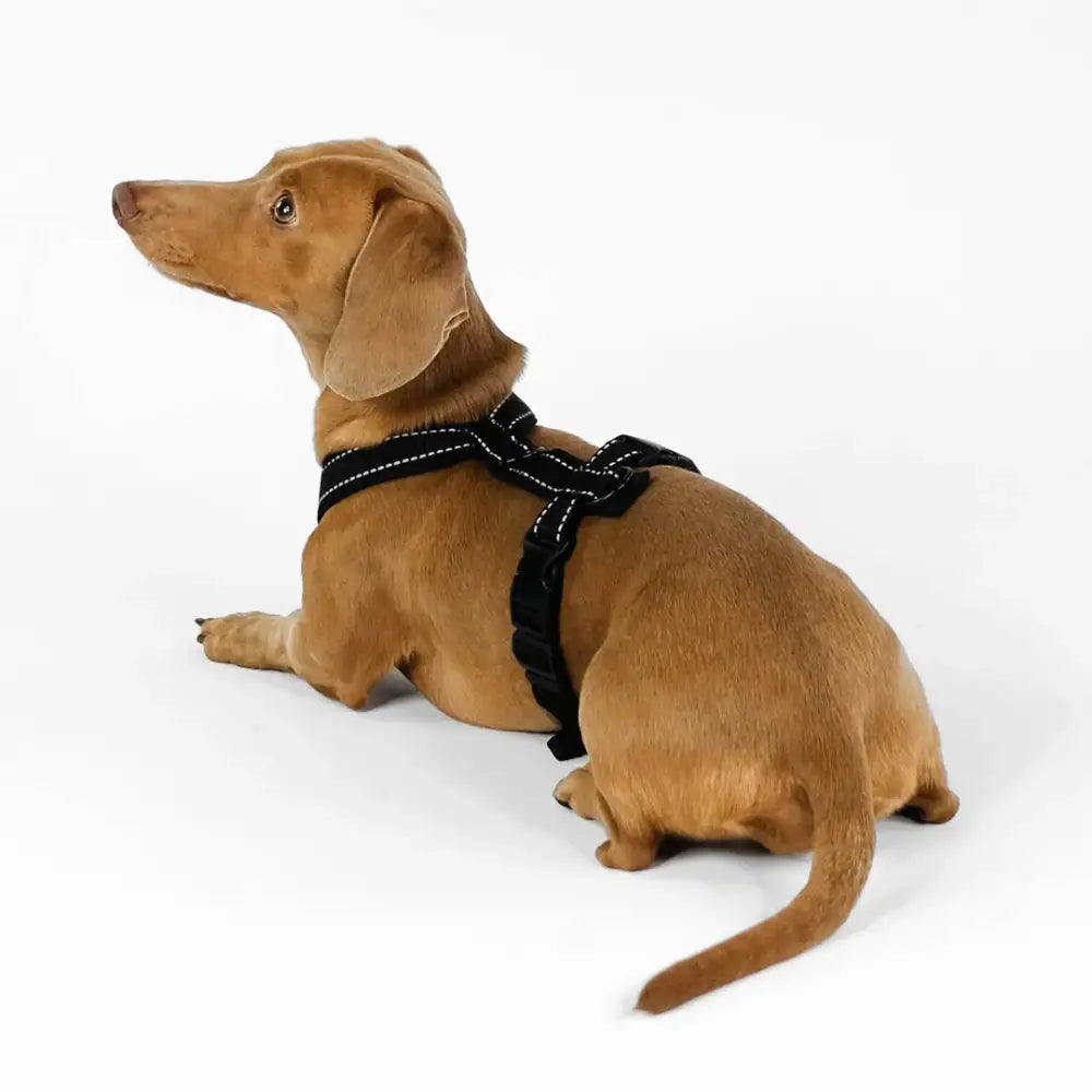 Dackel trägt das Karma Hund All Black Hundegeschirr – bequem, rutschfest und schützt empfindliche Stellen für höchsten Tragekomfort.