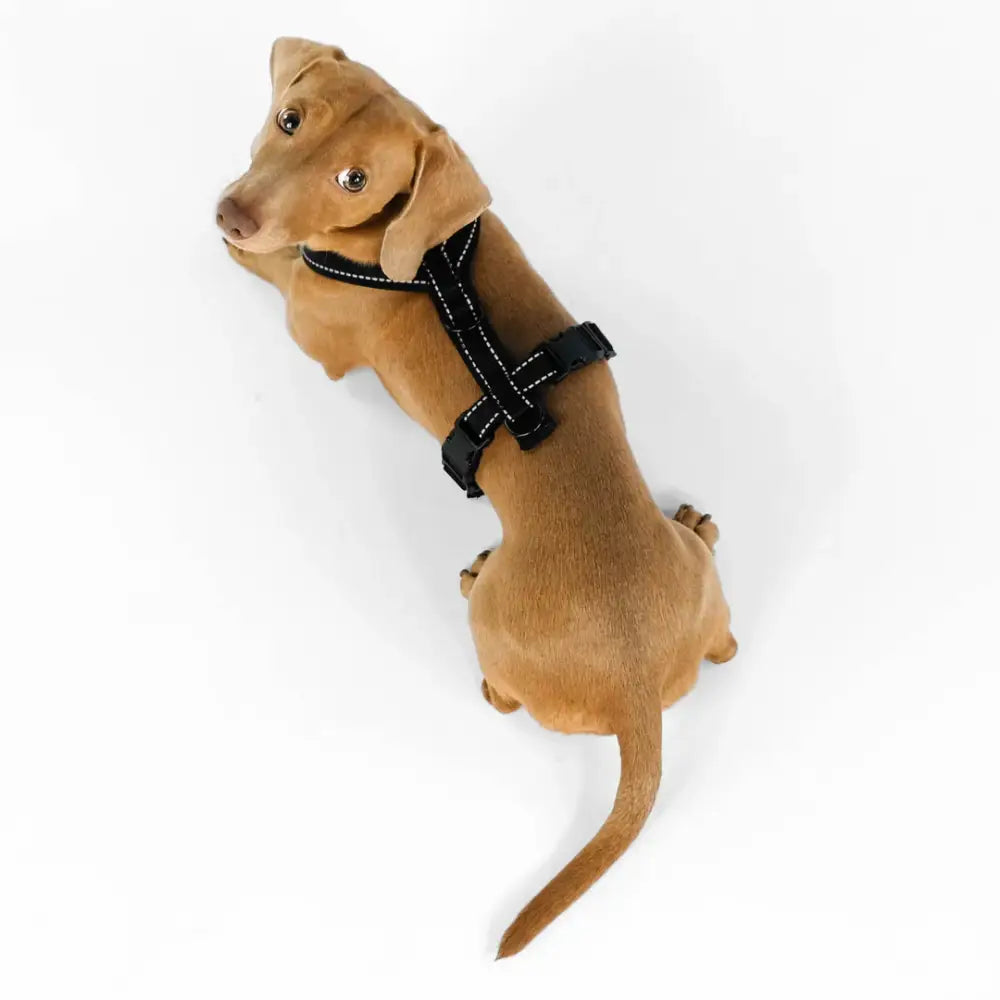 All Black Hundegeschirr von Karma Hund – ergonomische Y-Form für optimalen Sitz ohne Einschränkung der Beweglichkeit.