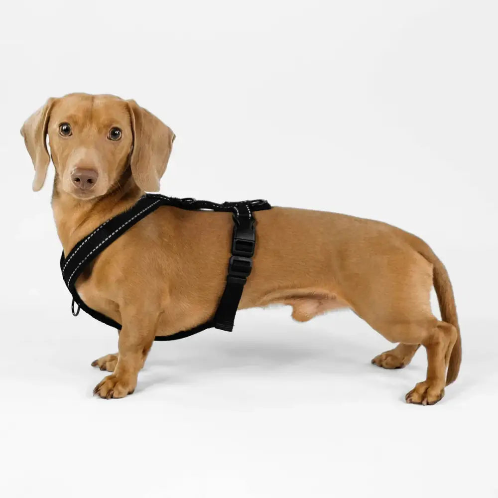 Karma Hund All Black Hundegeschirr für Dackel – ergonomisches, gepolstertes Geschirr für maximalen Komfort und Bewegungsfreiheit.