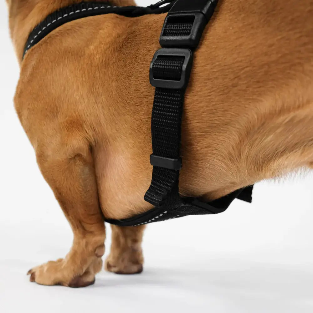 Detailansicht des Karma Hund All Black Hundegeschirrs – weiche Softshell-Polsterung für maximalen Tragekomfort ohne Druckstellen.