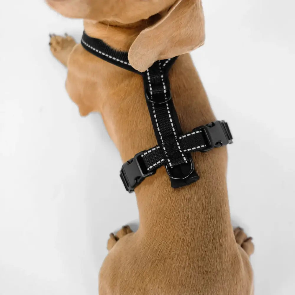 Reflektierende Elemente am Karma Hund All Black Hundegeschirr – für bessere Sichtbarkeit und Sicherheit bei Spaziergängen im Dunkeln.