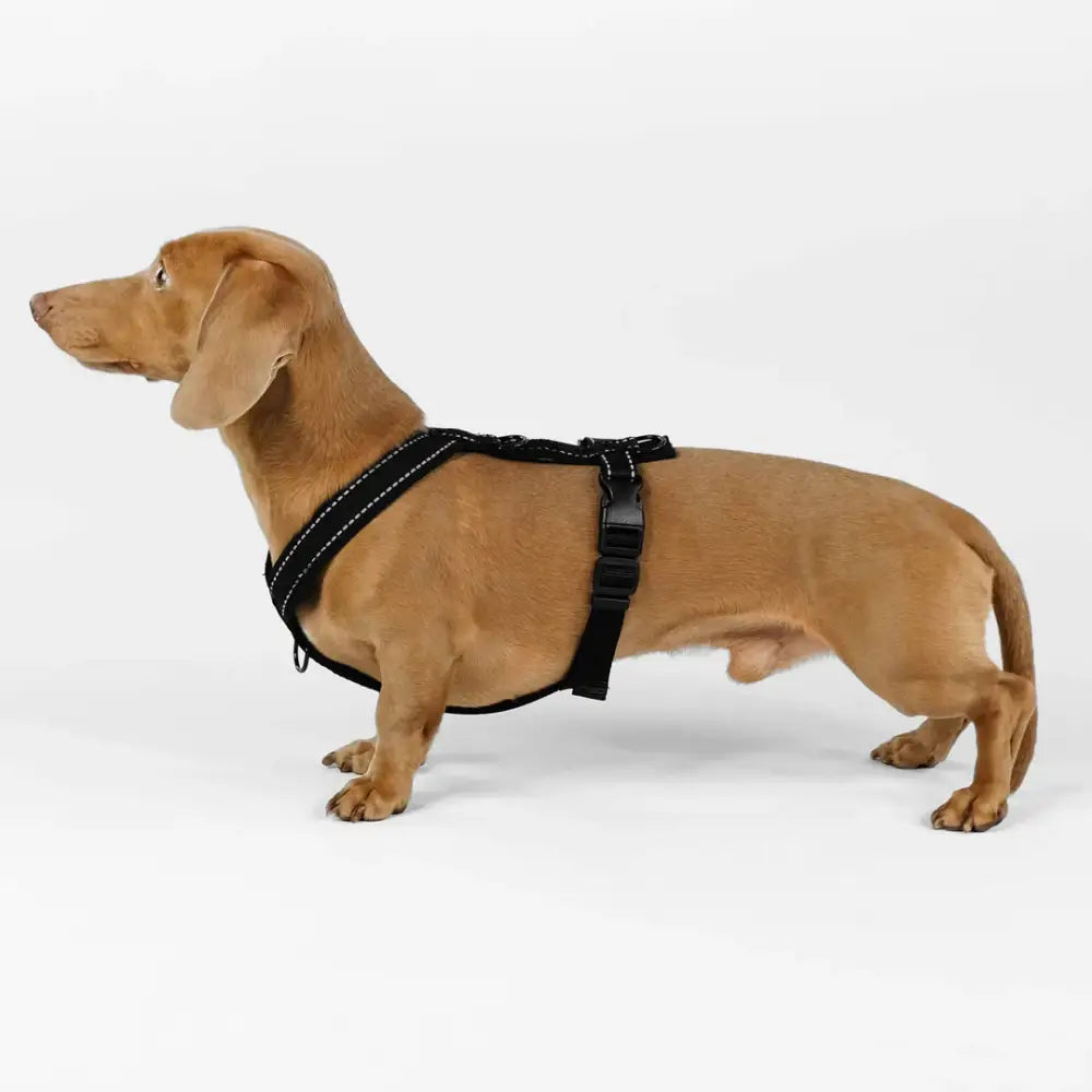 Karma Hund All Black Hundegeschirr – perfekt sitzendes Geschirr für Dackel, bietet sicheren Halt und uneingeschränkte Bewegungsfreiheit.