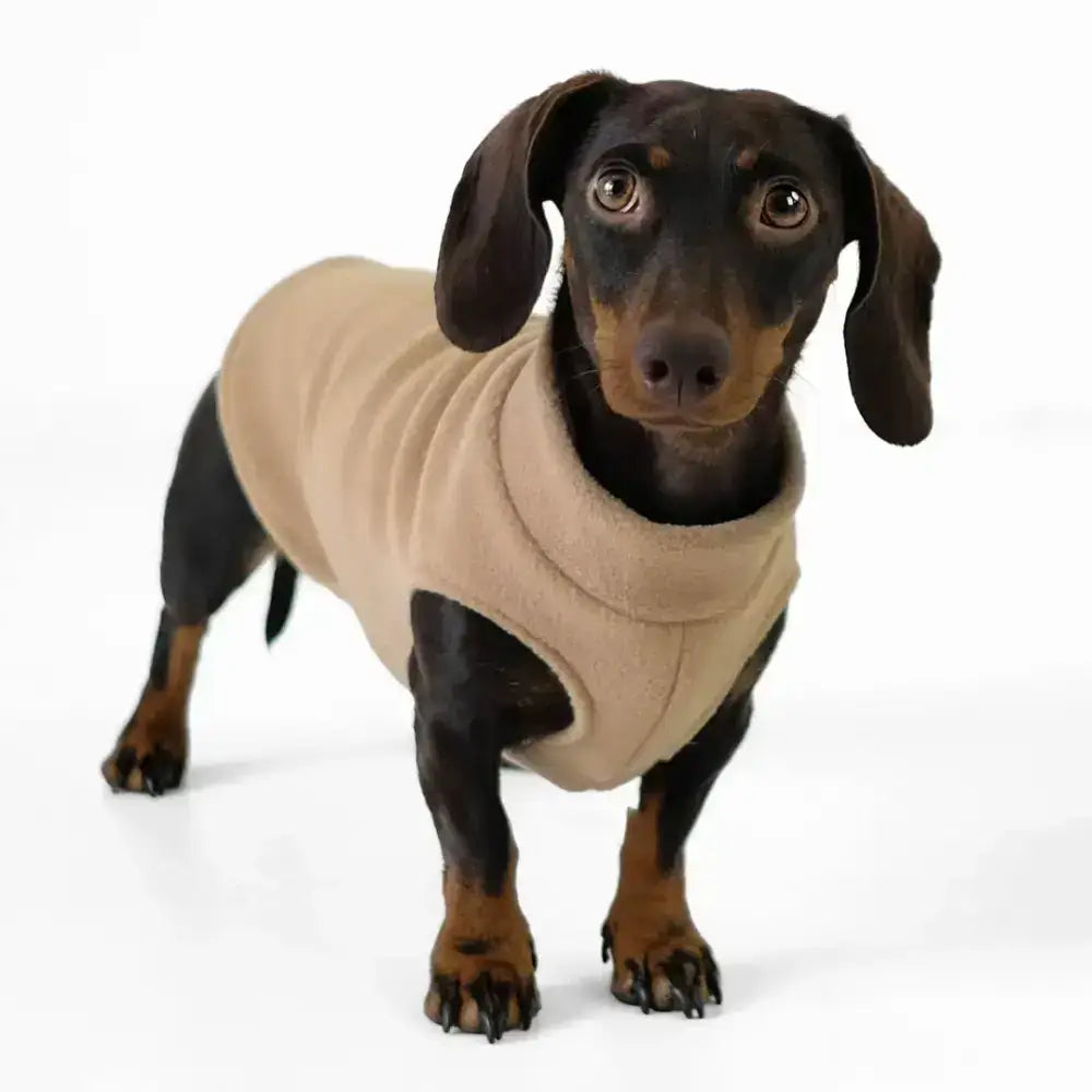 Karma Hund Long Shirt in Camel – modischer Hundepullover für aktive Dackel, ideal für Spaziergänge & Outdoor-Abenteuer.