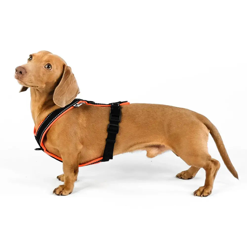 Karma Hund Y-Geschirr für Dackel – Verstellbare Riemen und Brustpolsterung für zusätzlichen Komfort.
