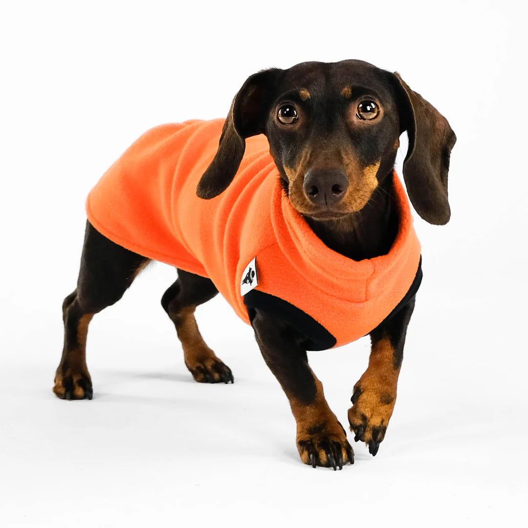 Long Shirt für Dackel in Orange – Frontansicht, ärmellos & elastisch