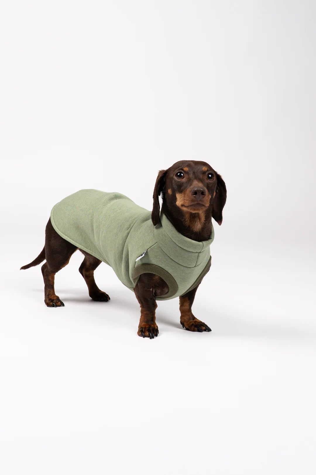 Hundeshirt für Dackel in Matcha – Front/¾-Ansicht, ärmellos & elastisch