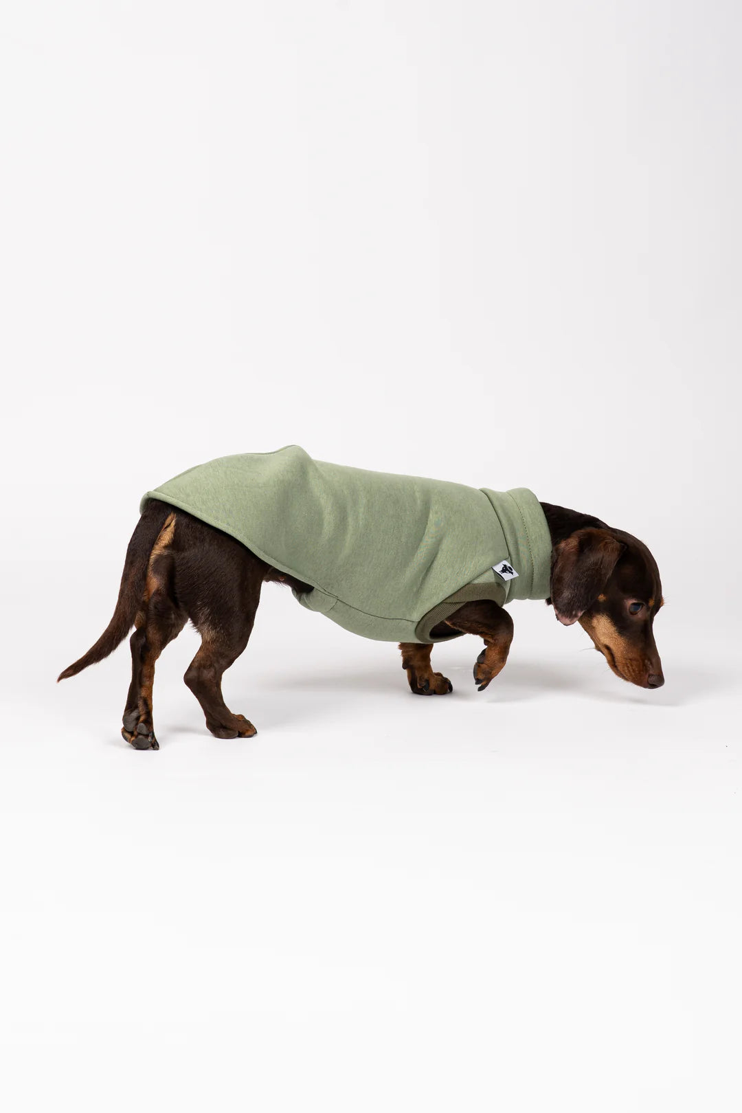 Dackel im Matcha Sweat Shirt – gehend, extra Länge für langen Rücken
