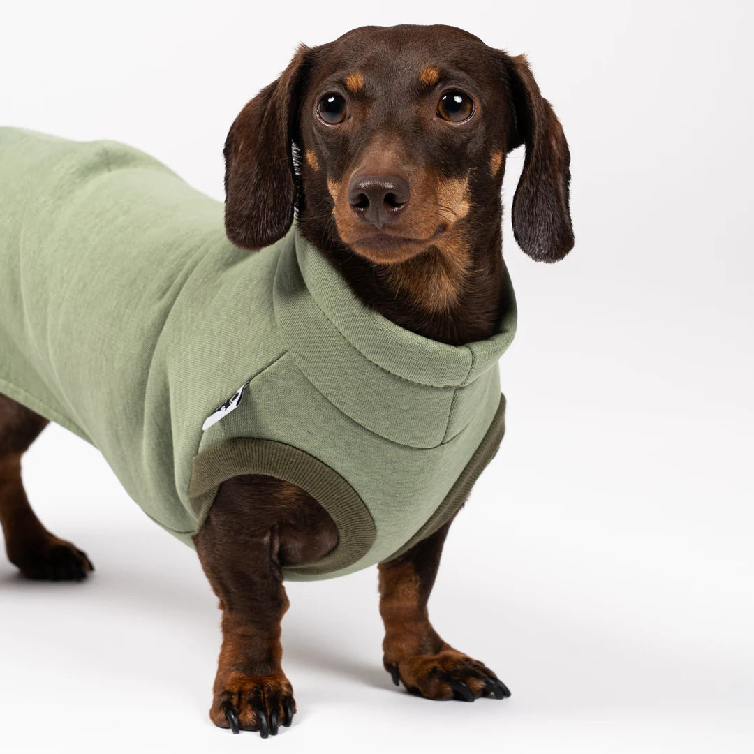 Nahaufnahme Dackel mit Karma Hund Sweat Shirt 2.0 in Matcha – kuscheliges Baumwollfleece