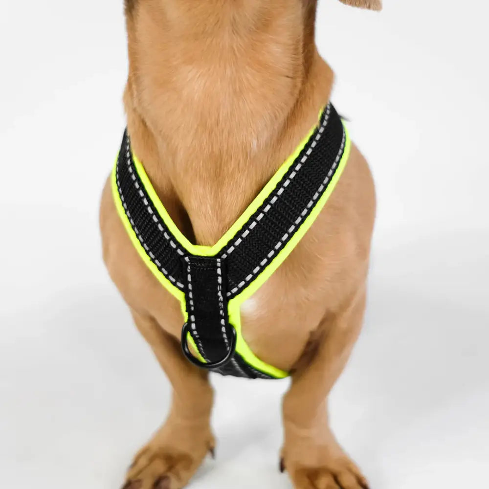 Karma Hund Y-Geschirr – Ideal für Dackel, Jack Russell & Malteser
Beschreibung: Das Y-Geschirr von Karma Hund wurde speziell für Dackel und andere kleine Hunderassen designt und bietet eine perfekte Passform ohne Verrutschen.