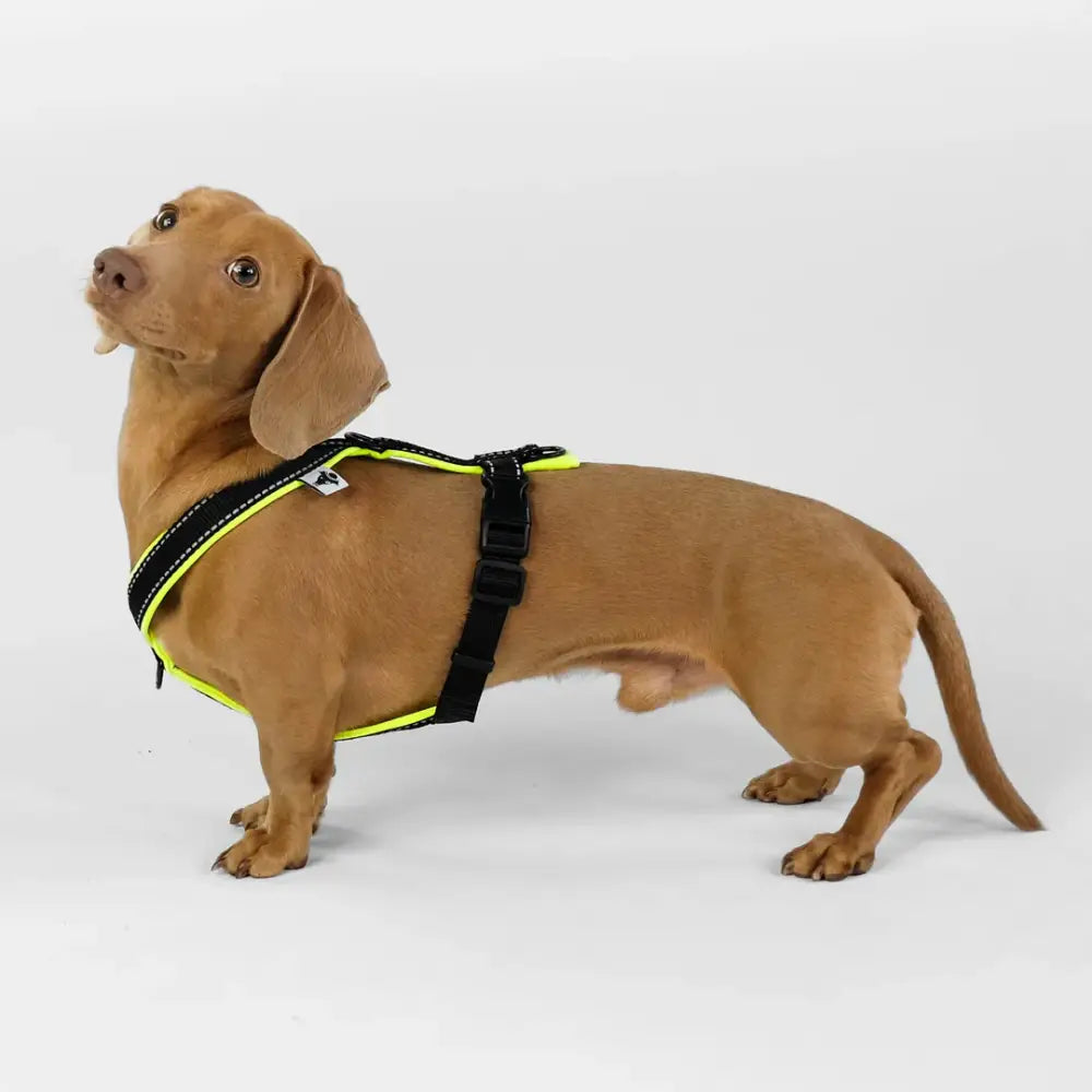 Karma Hund Y-Geschirr für Dackel – Perfekte Passform für kleine Hunde
Beschreibung: Das Karma Hund Y-Geschirr bietet Dackeln und kleinen Hunden sicheren Halt und Komfort bei jedem Spaziergang. Reflektierende Streifen sorgen für zusätzliche Sichtbarkeit in der Dunkelheit.