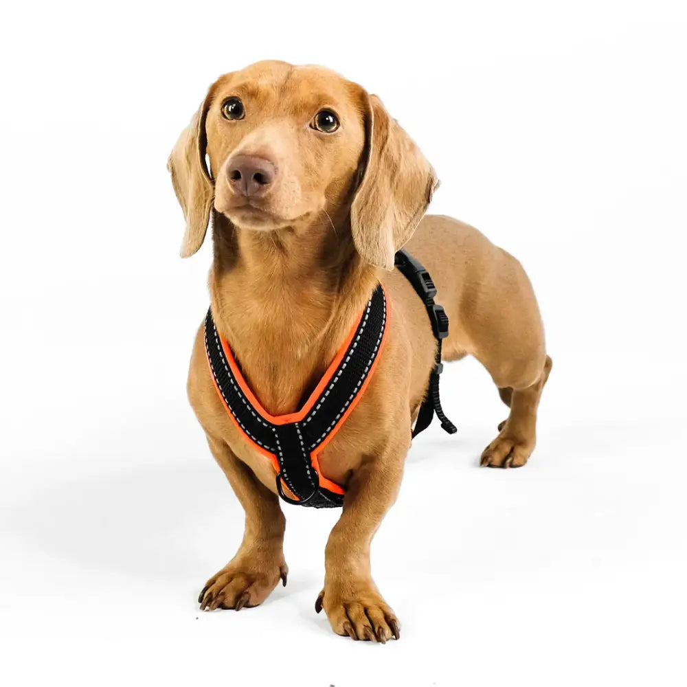 Karma Hund Y-Geschirr in Neon Pink für Dackel – Durchdachtes Design für perfekten Sitz und Komfort.