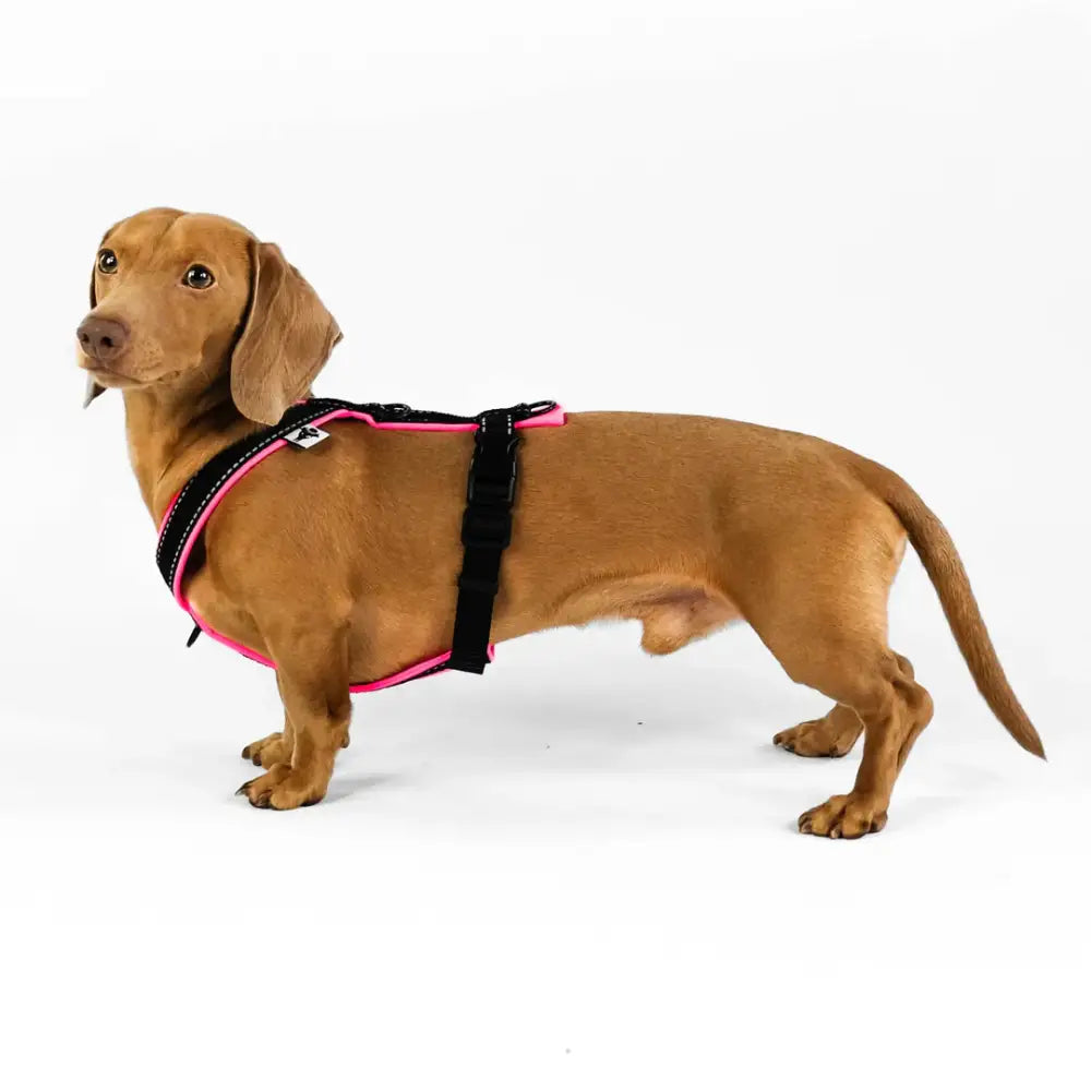 Karma Hund Y-Geschirr für Dackel in Neon Pink – optimale Passform und Komfort für deinen Hund bei jedem Spaziergang.