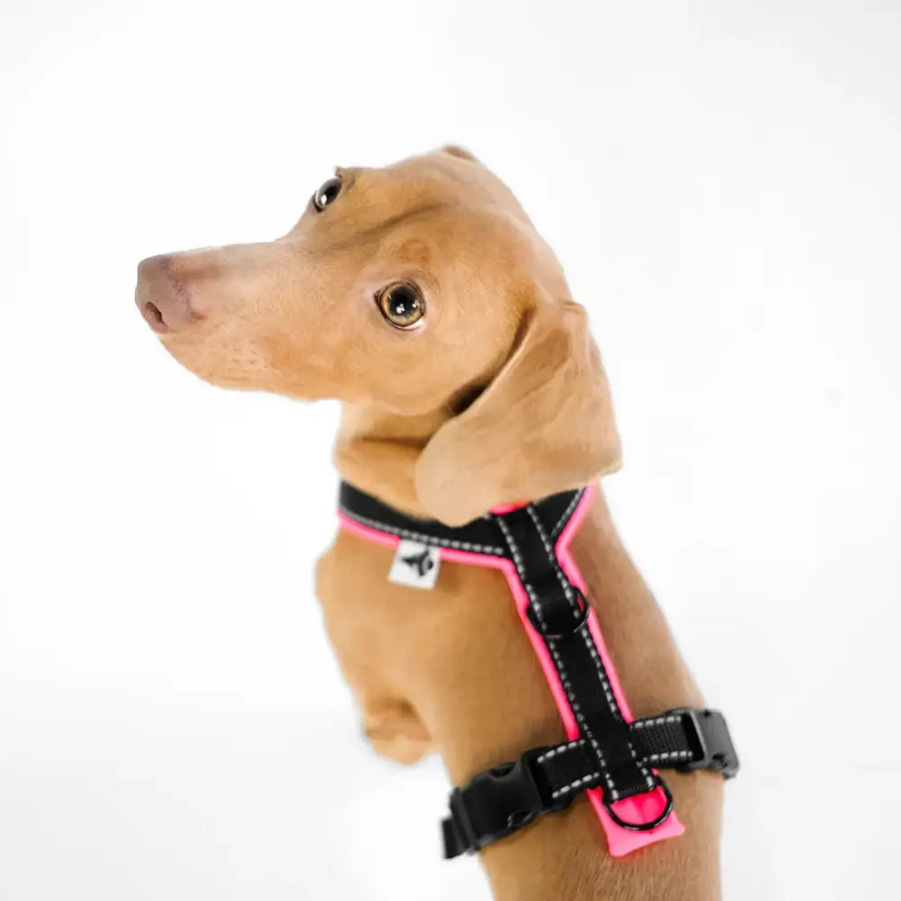 Karma Hund Y-Geschirr für kleine Hunde – durchdachtes Design mit weicher Polsterung für maximalen Tragekomfort.