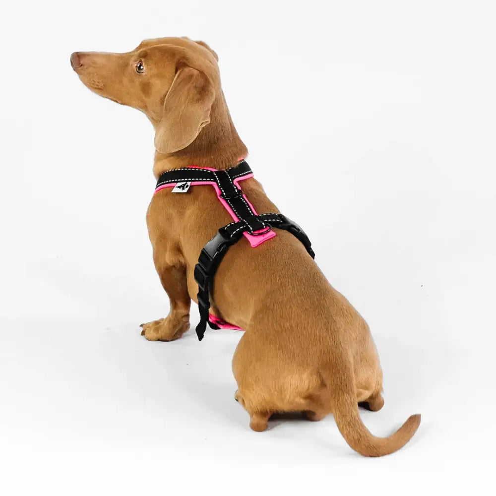 Karma Hund Y-Geschirr in Neon Pink – das robuste und langlebige Hundegeschirr für Dackel und kleine Hunde.