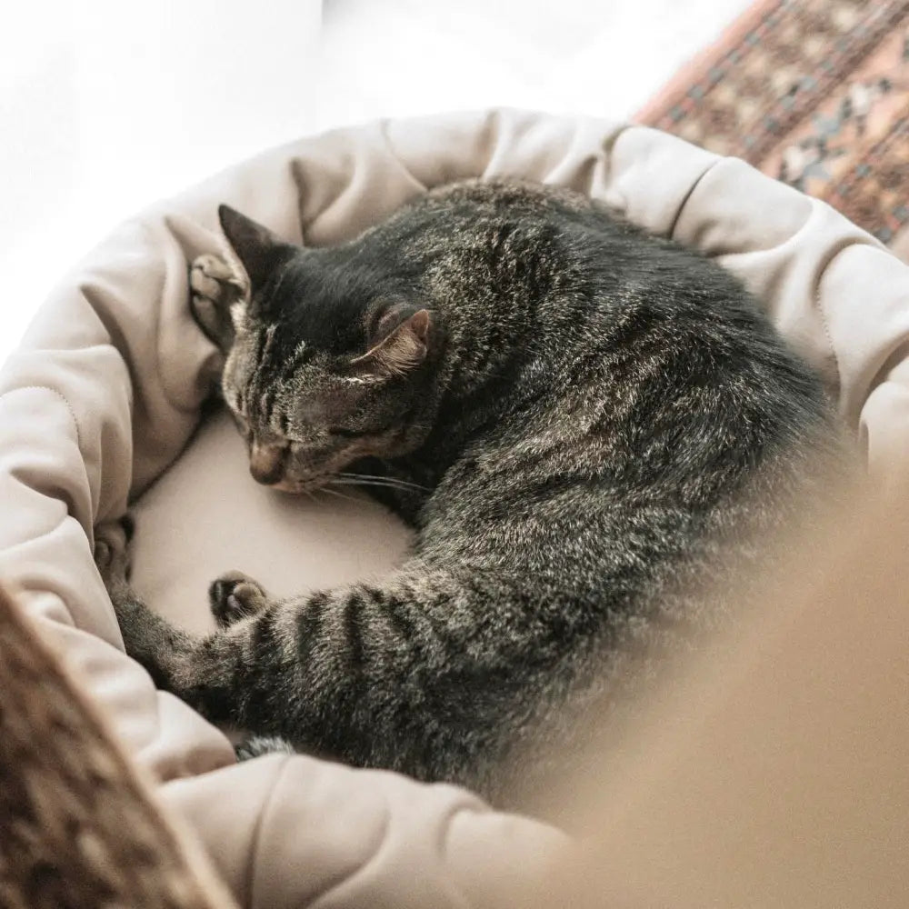 Katze liegt entspannt im TAART Donutbett – auch ideal als kuscheliges Katzenbett