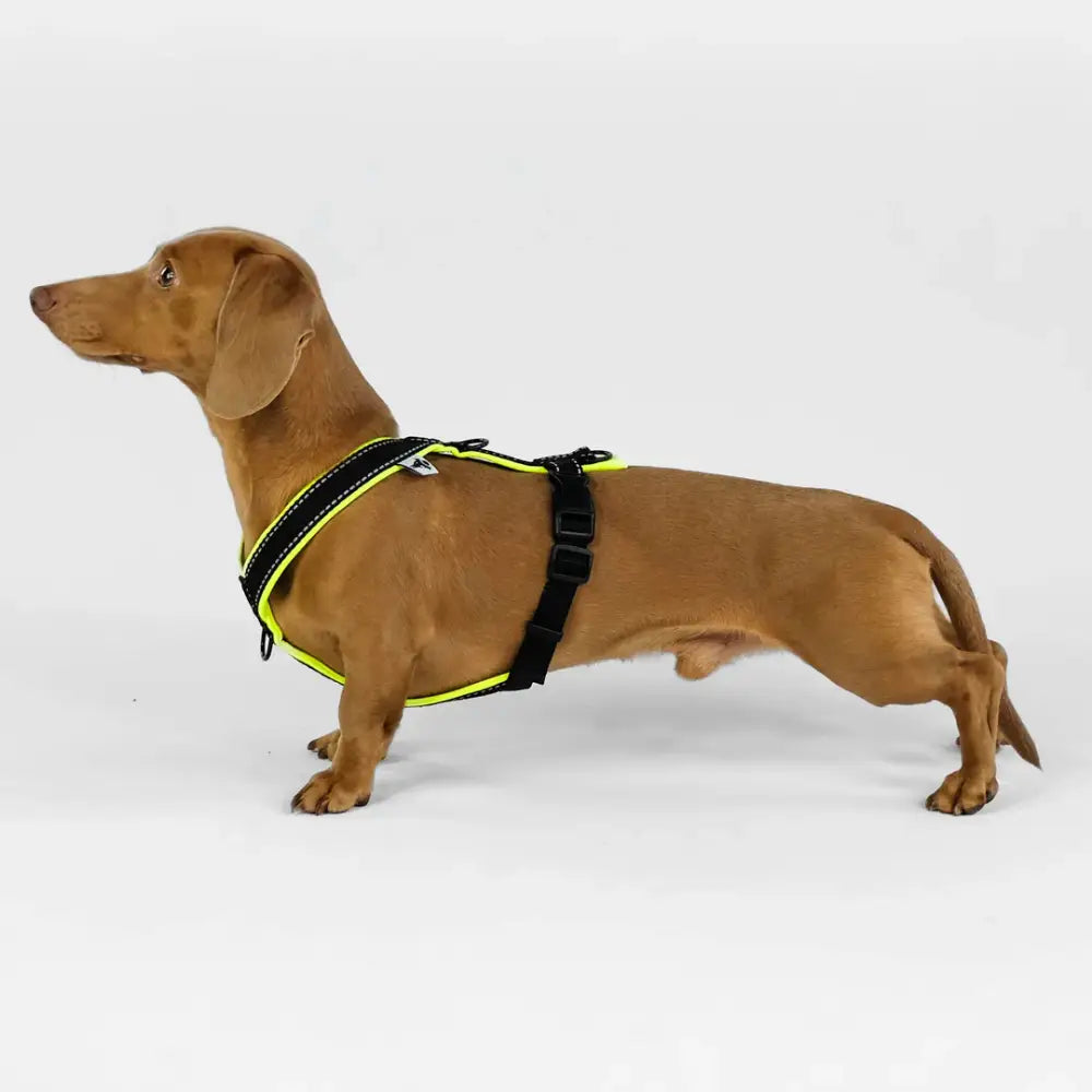 Komfortables Y-Geschirr für Dackel und kleine Hunde von Karma Hund
Beschreibung: Speziell für die Anatomie von Dackeln entwickelt, sorgt dieses Y-Geschirr für Bewegungsfreiheit und verhindert Druckstellen beim Tragen.