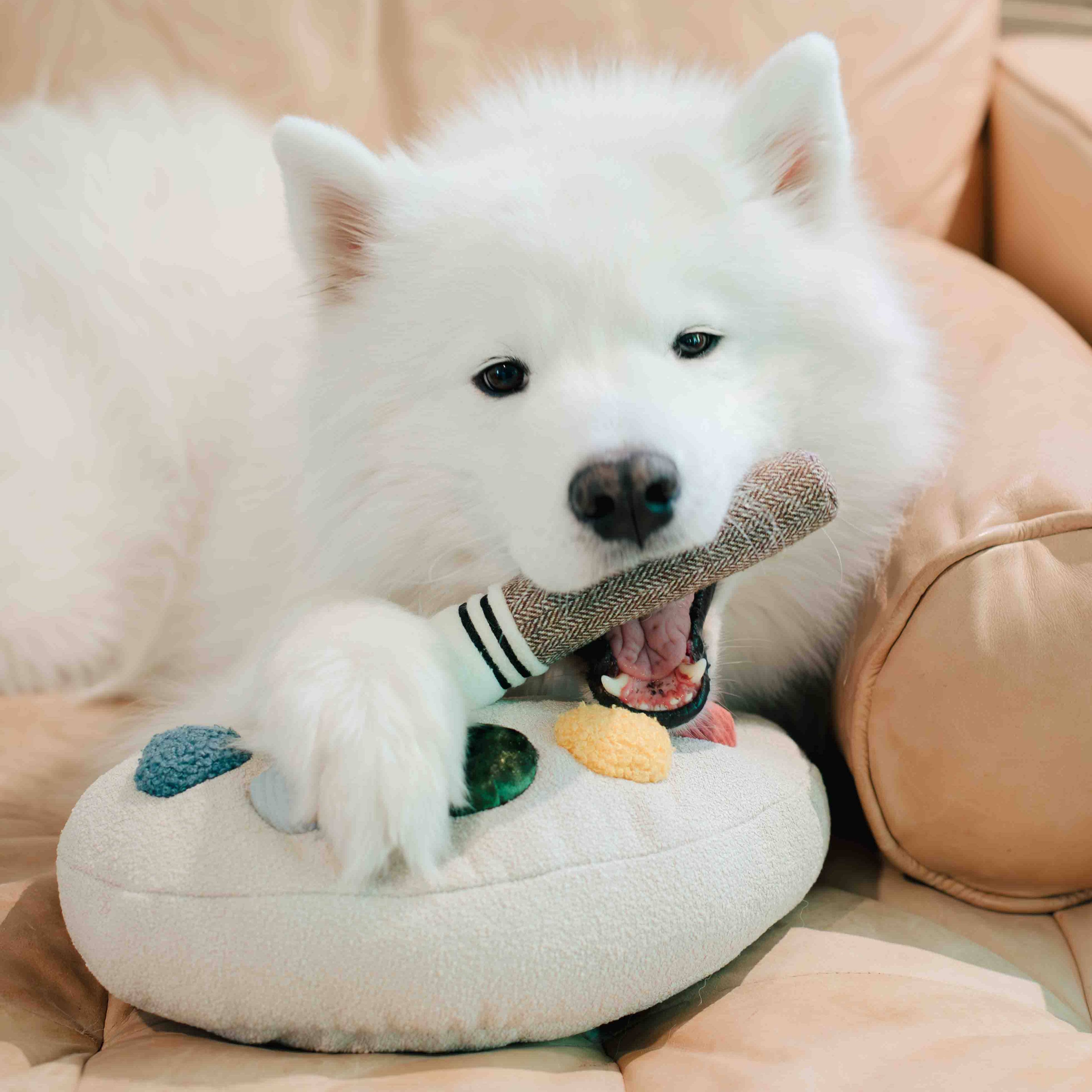 Hund beschäftigt sich mit dem Quietschpinsel des künstlerischen Hundespielzeugs