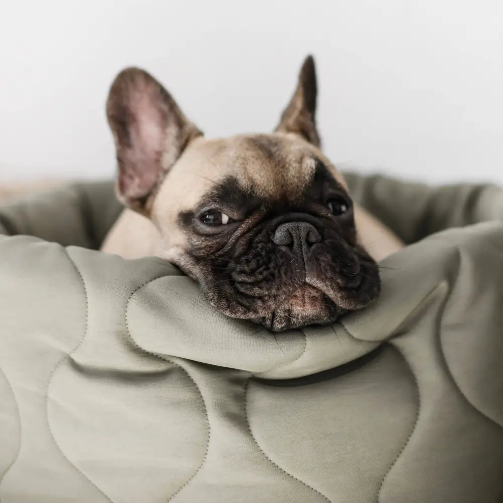 Kleiner Hund liegt eingerollt im runden TAART Donutbett von Lambwolf Collective und genießt den weichen Schlafplatz