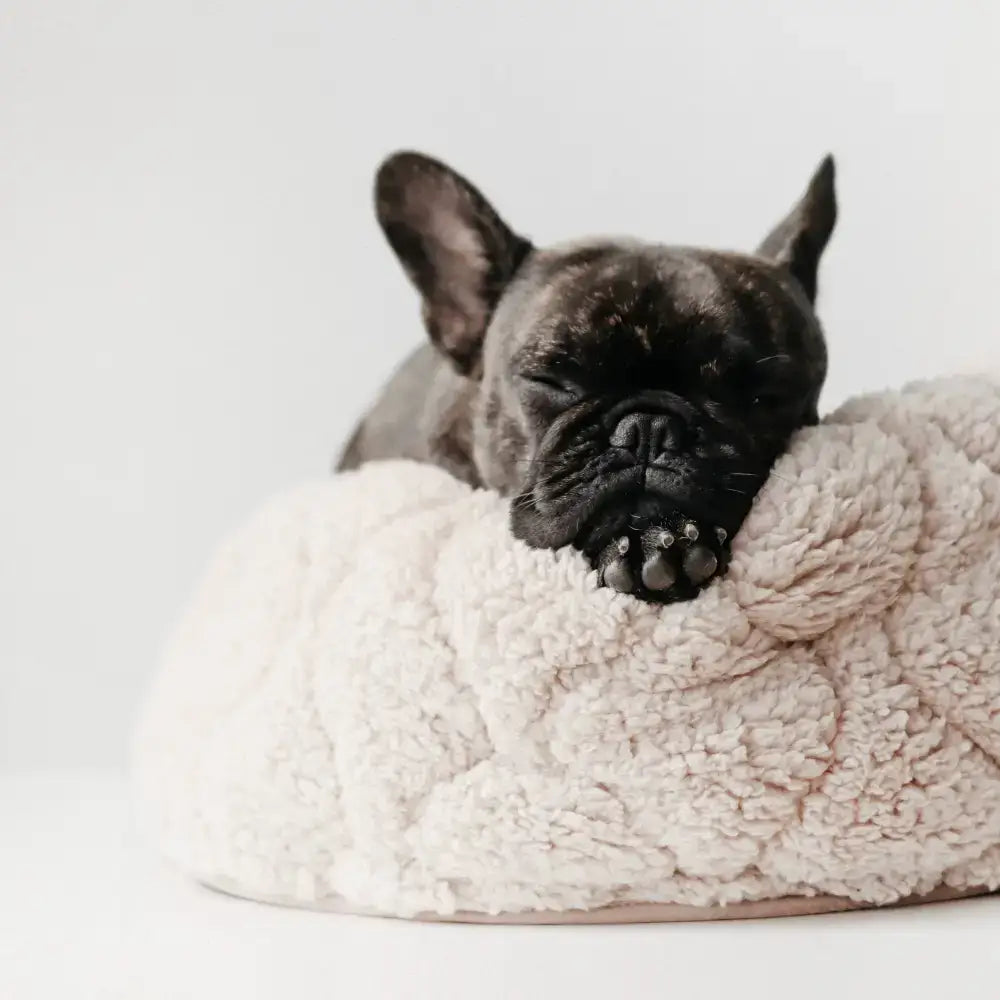Kleiner Hund liegt eingerollt im TAART Donutbett in Kamel / Beige und genießt den gemütlichen Schlafplatz