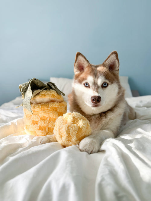 Hond rust uit met de pluche ananas PINEAPPLE POP in het knusse bed
