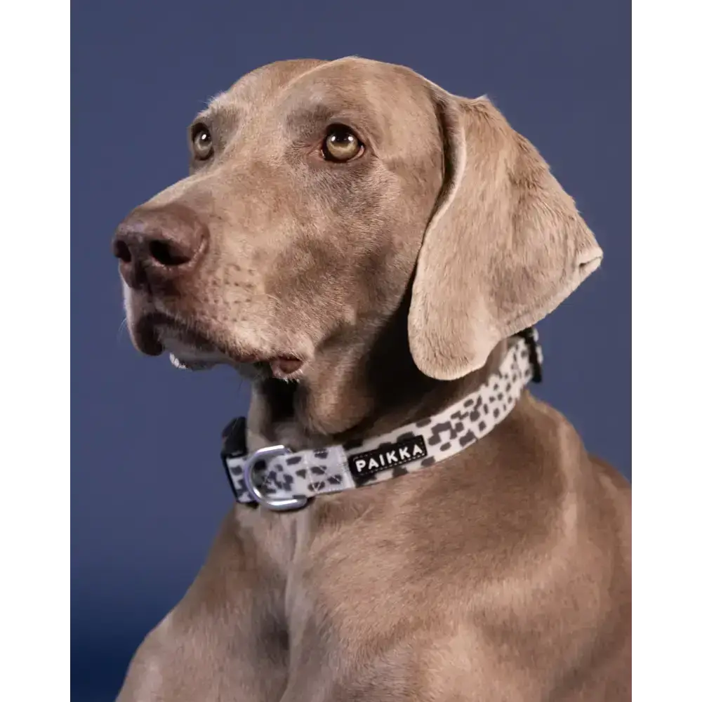 Fluoreszierendes Hundehalsband, das Licht absorbiert und im Dunkeln leuchtet.