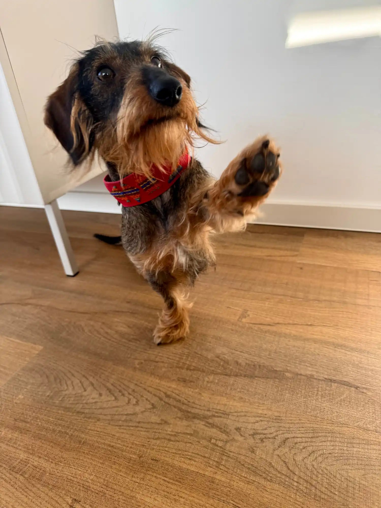 Alfons trägt ein Halsband von Buddys Dogwear