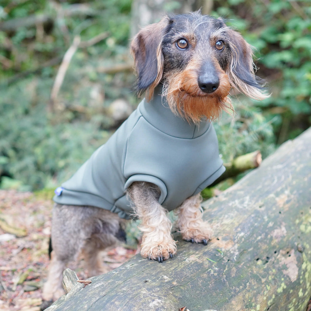 Hundepullover Dackel | no rain please - Hundepullover