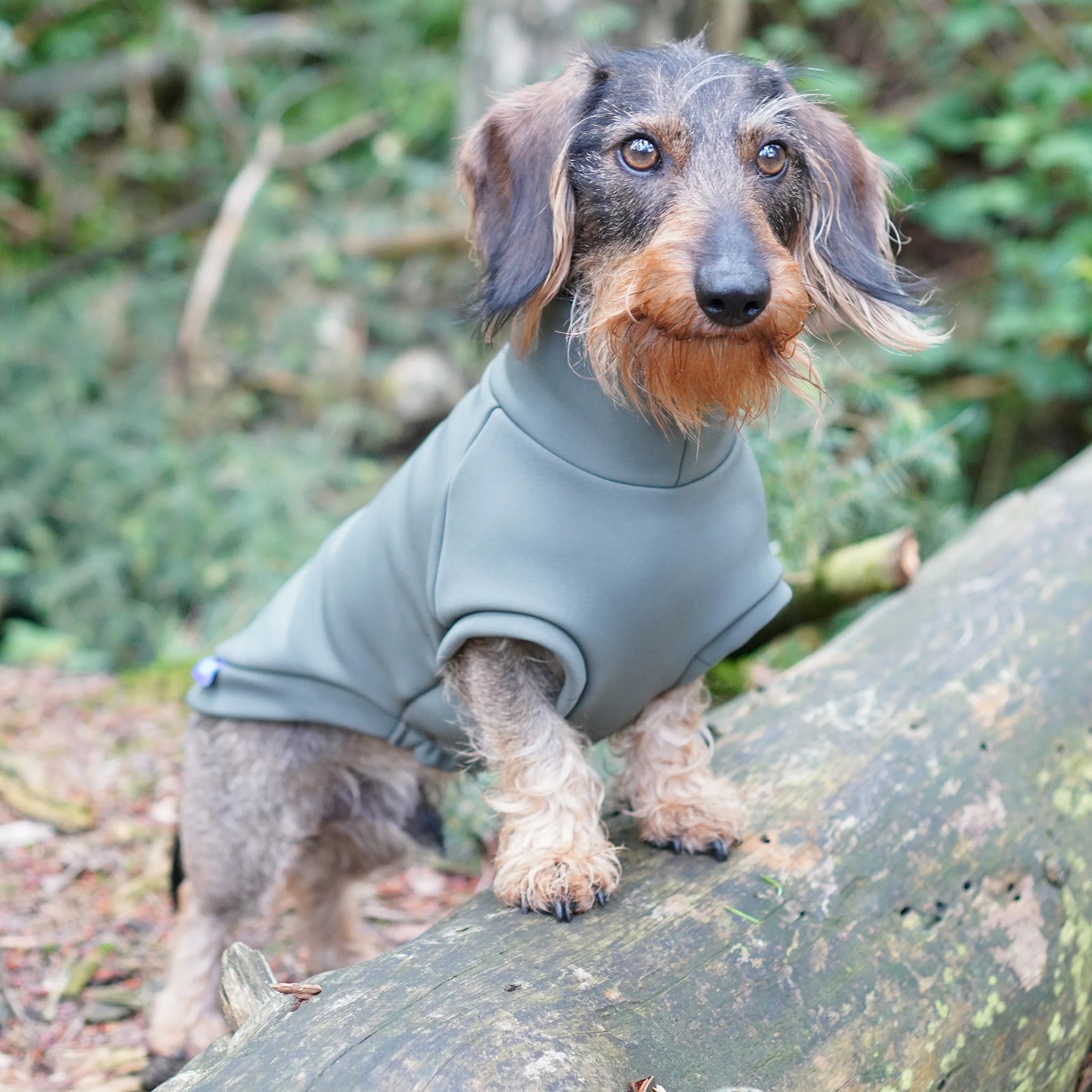 Hundepullover Dackel | no rain please - Hundepullover