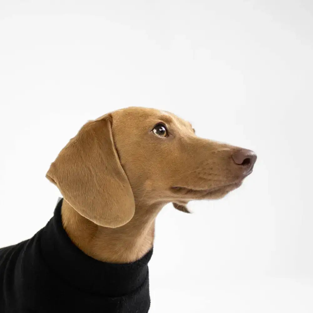 Long Shirt für Dackel Schwarz - Hundepullover
