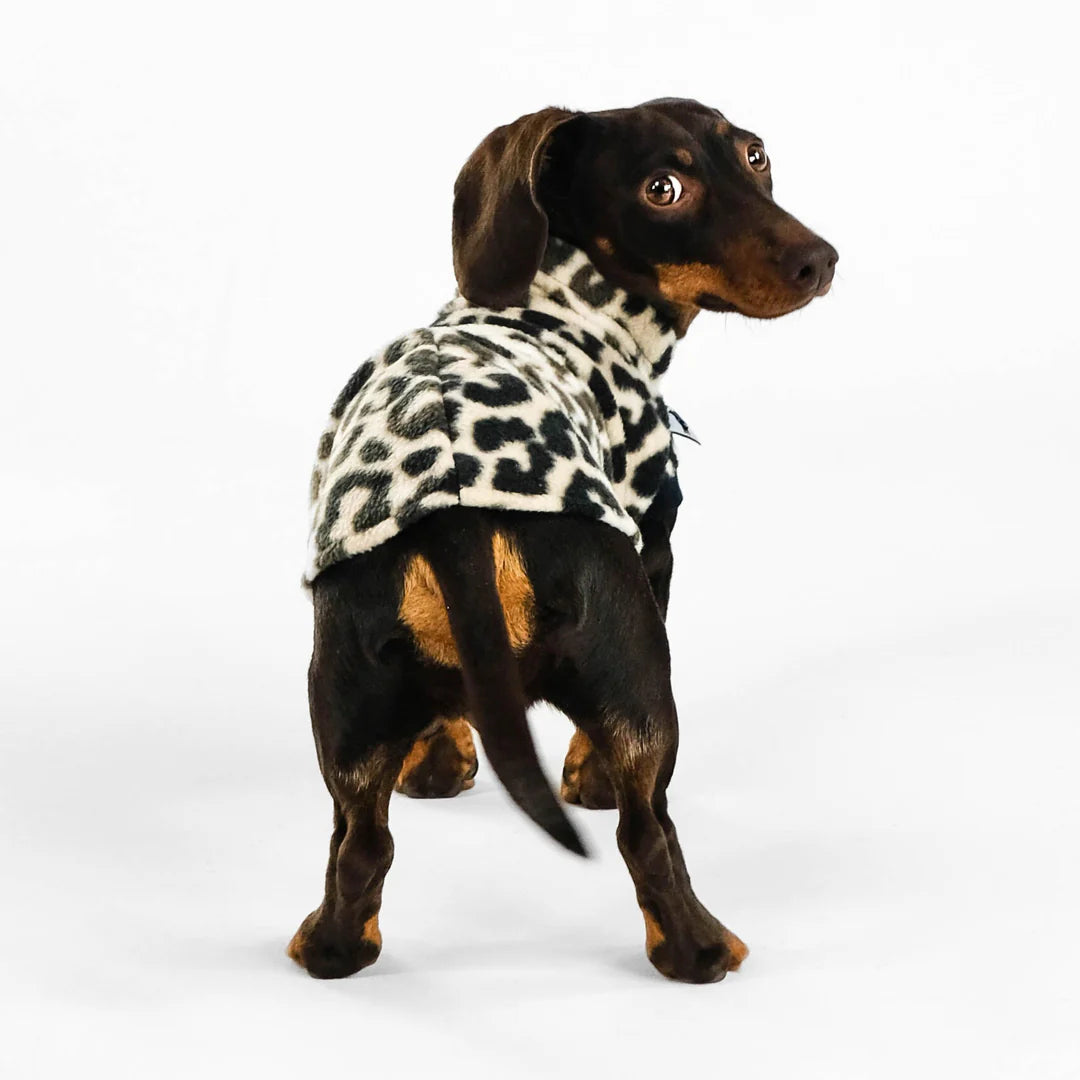 Rückansicht: Hund mit Long Shirt im Leo-Design von Karma Hund – zeigt Schnitt & Rückenlänge