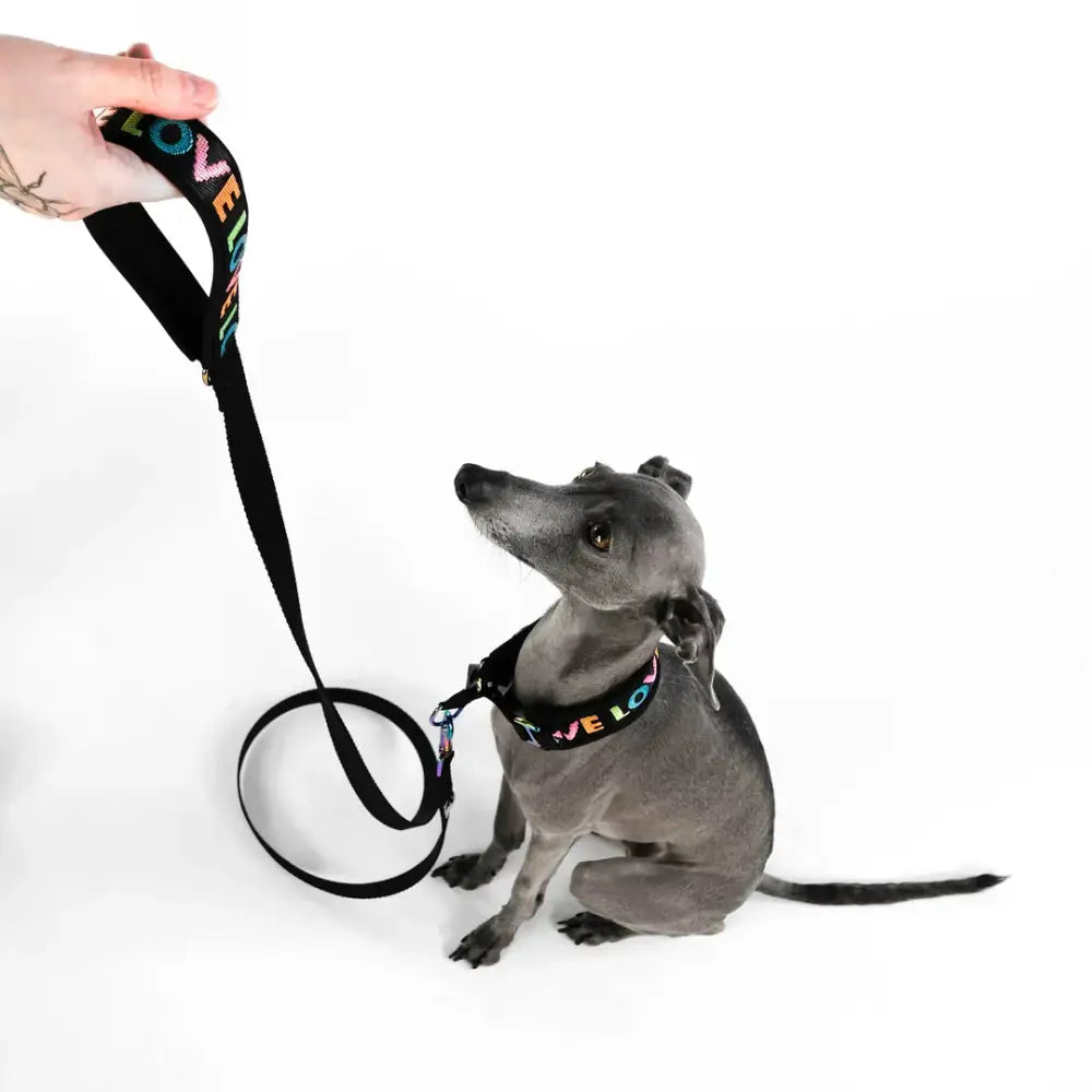 Hund trägt die LOVE Hundeleine von Karma Hund – stylisches, robustes Design für entspannte Spaziergänge.