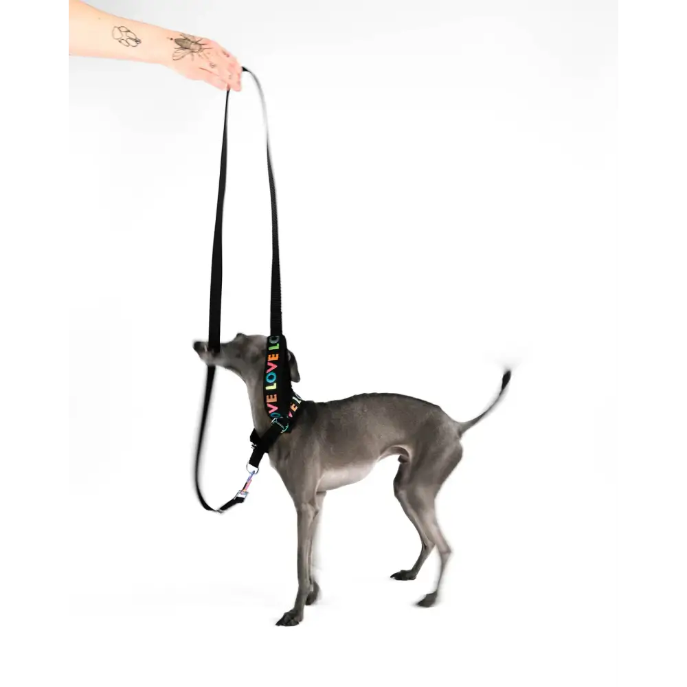 LOVE Hundeleine von Karma Hund im Einsatz – perfekte Kombination aus Design, Komfort und Funktionalität für jeden Spaziergang.