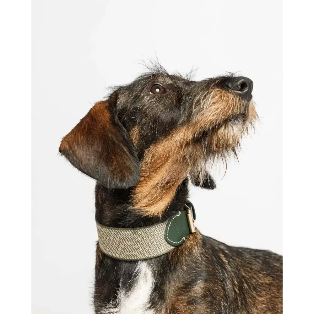 Luxuriöses Hundehalsband JAMES GREEN von Buddys Dogwear – Ideal für besondere Anlässe