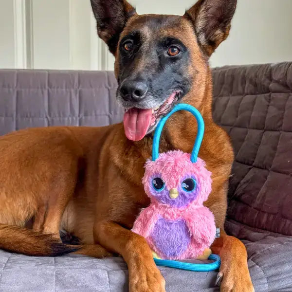 Hund spielt mit dem Manon Penguin von Pawstory, kuschelweiches und robustes Plüschspielzeug für Hunde