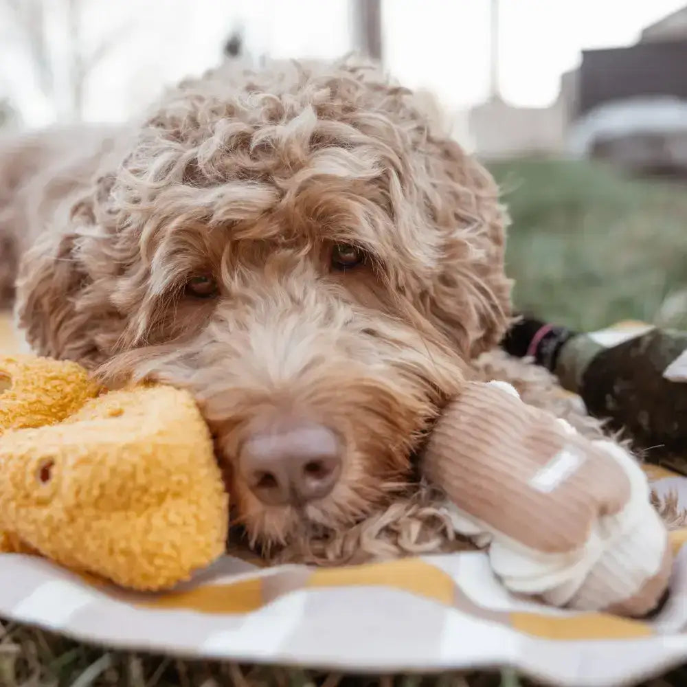 Mentale Auslastung fuer Hunde mit dem interaktiven Schnueffelspielzeug Fromage