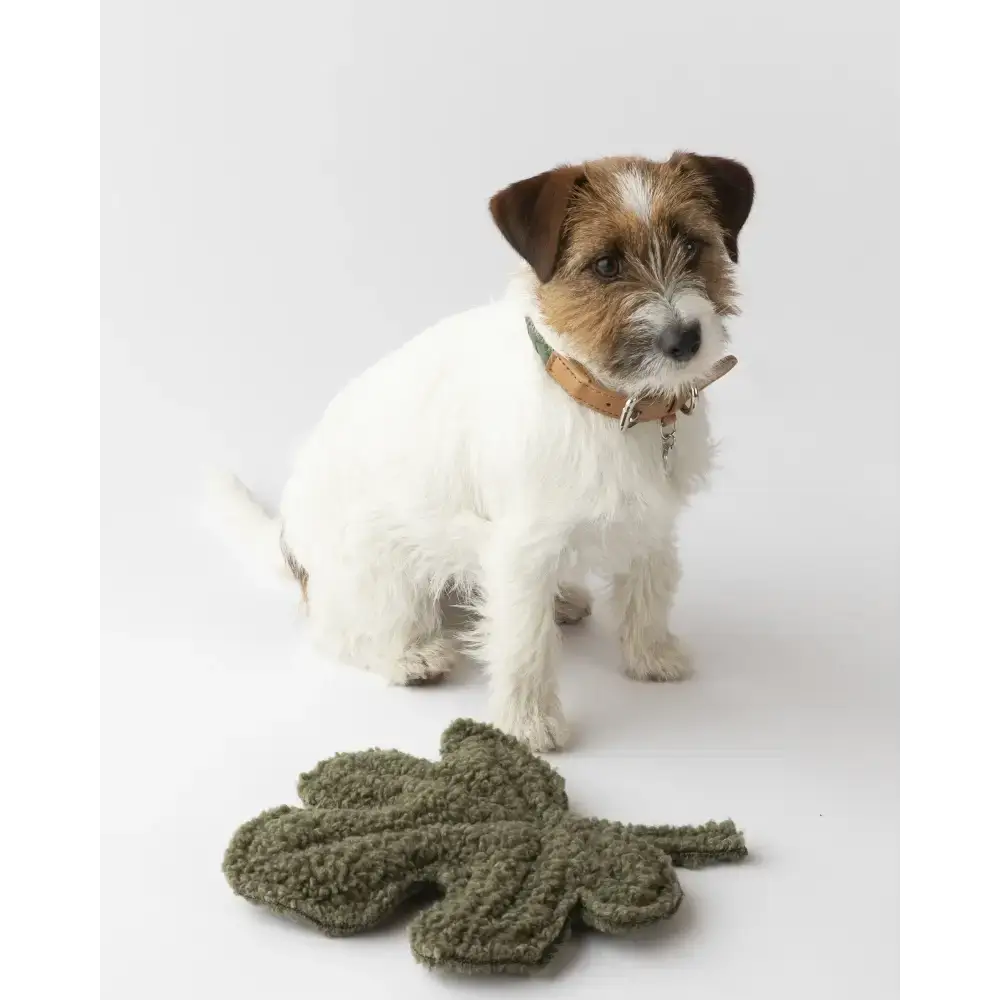 Hund mit nachhaltigem Spielzeug, das sicher vernähte Quietscher für noch mehr Spaß enthält.
