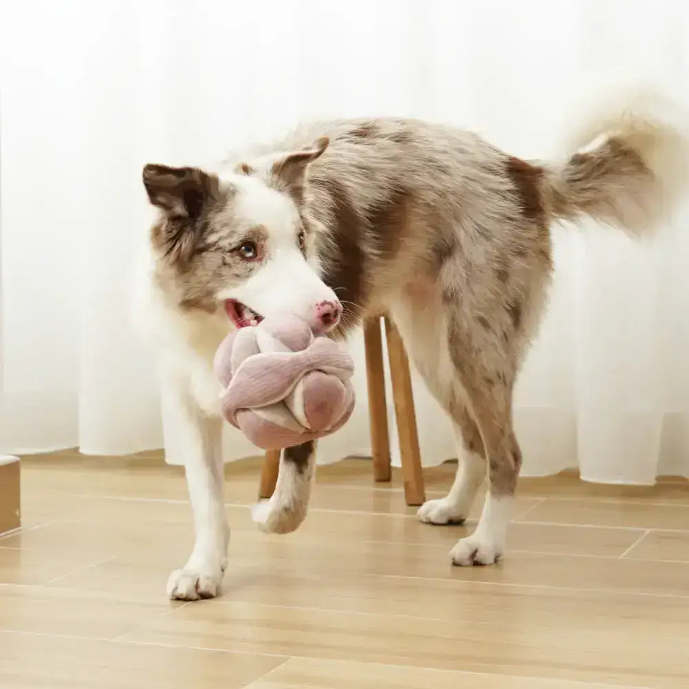 MONTI Schnüffelball für Hunde aller Größen – Fördert natürliche Lernprozesse und kognitive Entwicklung