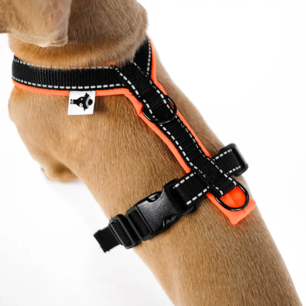 Nahaufnahme des Karma Hund Y-Geschirrs – Reflektierende Streifen für mehr Sicherheit bei Dunkelheit.