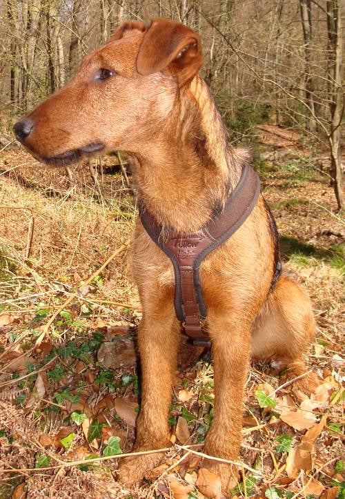 Hundegeschirr für Dackel – Braun | Niggeloh Follow Light XS - M - Geschirr