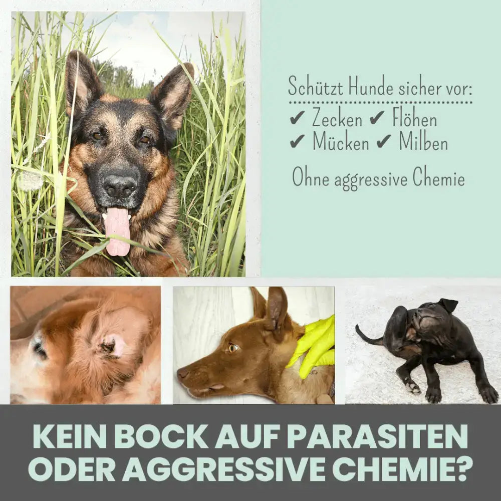 Zeckenschutz für Hunde mit natürlicher Pflege – noms+ Spot-on wirkt zuverlässig gegen Parasiten und pflegt die Haut.