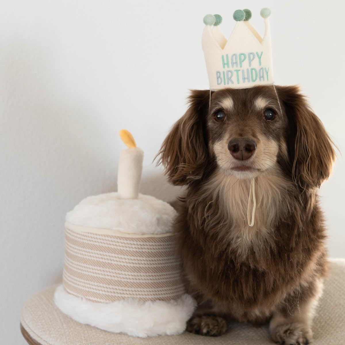 Dackel mit BIRTHDAY CAKE Hundespielzeug von Lambwolf Collective