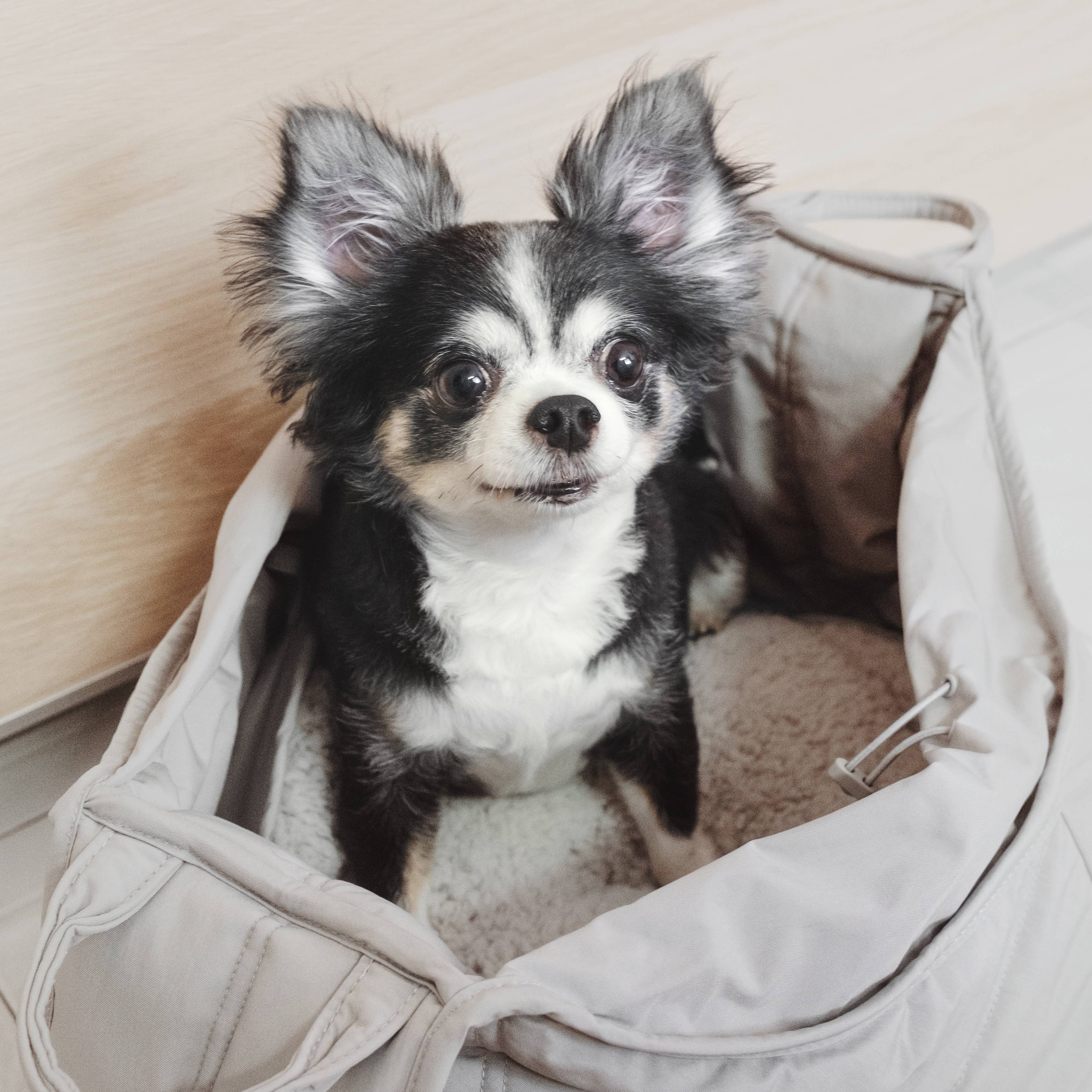 Hund sitzt aufrecht in der grauen OLLA Tasche – sicher & gemütlich unterwegs