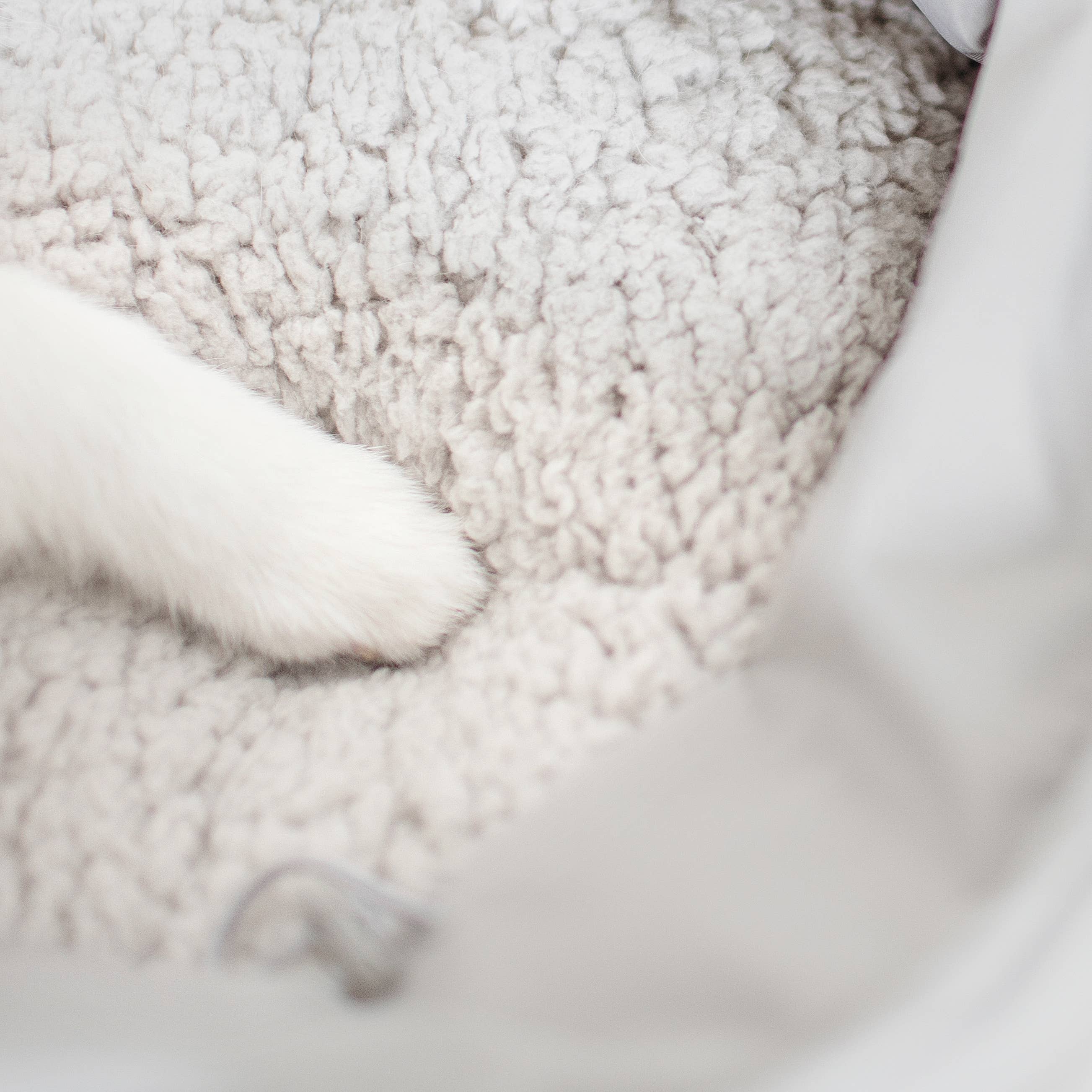 Nahaufnahme vom weichen Innenplüsch der OLLA Hundetasche – Kuschelzeit inklusive

