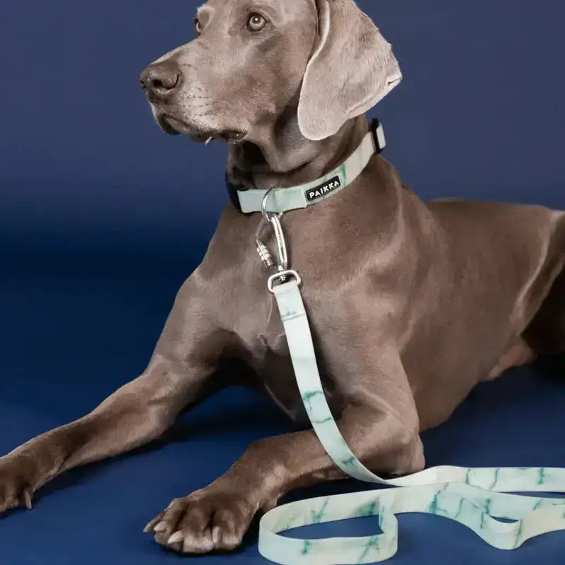 Sichere und reflektierende PAIKKA Hundeleine Glow Leash in Grün – Perfekt für Spaziergänge in der Dunkelheit.