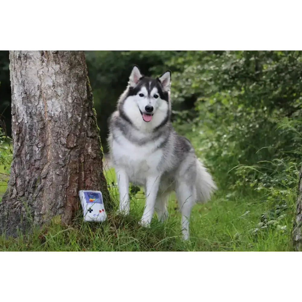 GoodBoy Hundespielzeug von Pawstory im Retro-Stil der 90er - inspiriert von den besten Momenten der 90er, ideal für Hunde mit Maßen von 16 x 10 x 3 cm.