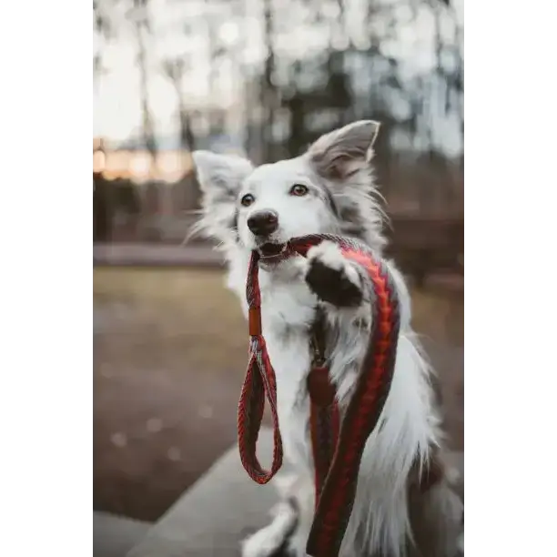 Hundeleine PERUVIAN ARROW ORANGE von Buddys Dogwear – leicht, komfortabel und sicher für entspannte Spaziergänge mit deinem Hund.