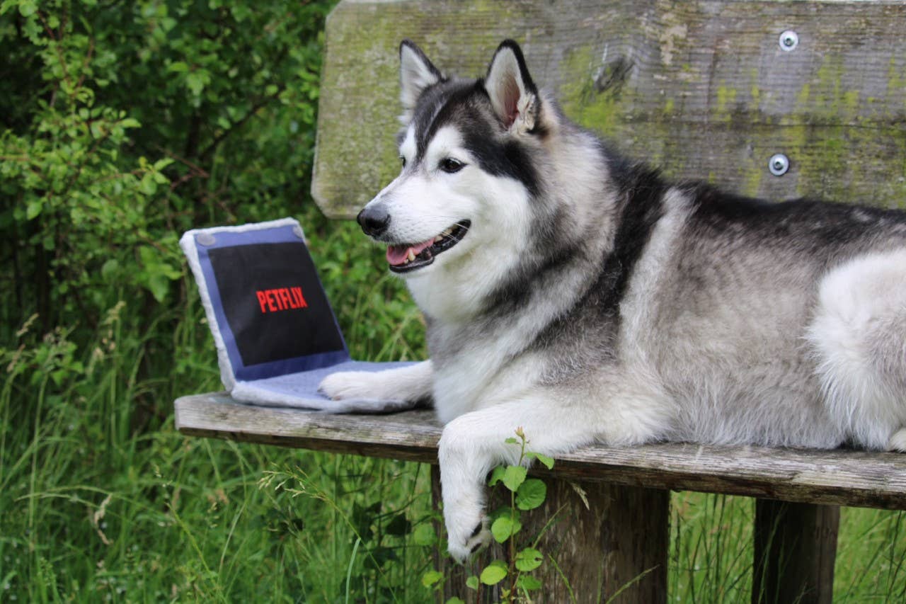 Pawstory Petflix Hundespielzeug – interaktives Spiel für Hunde mit Snackversteck, perfekt für drinnen & draußen